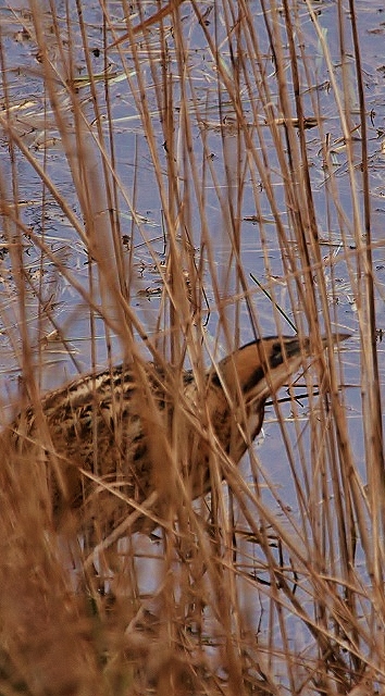 Eurasian Bittern