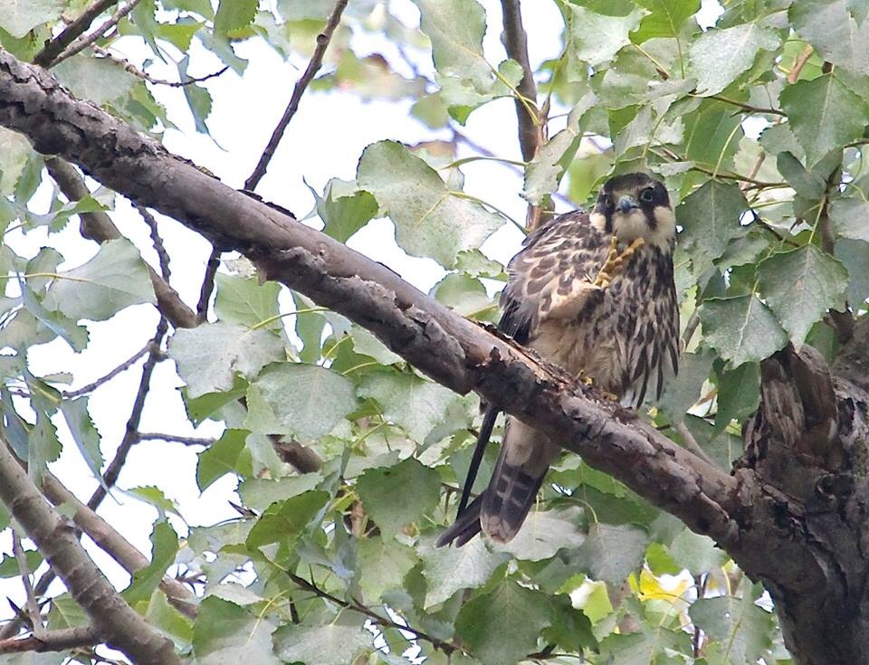 Eurasian Hobby