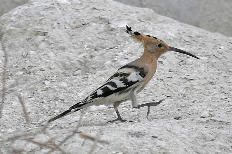 Eurasian Hoopoe