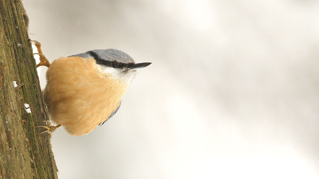 Eurasian Nuthatch