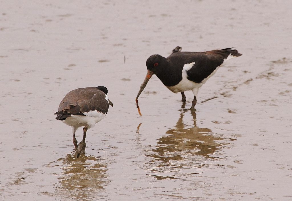 Eurasian Oystercatcher and fully-fledged chick