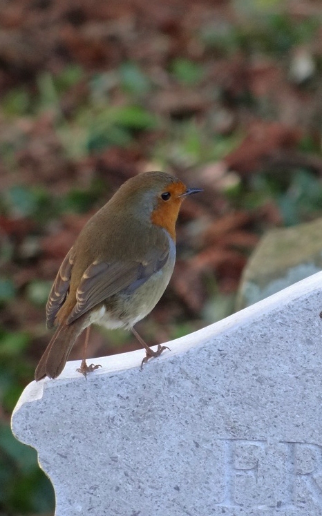 Eurasian Robin