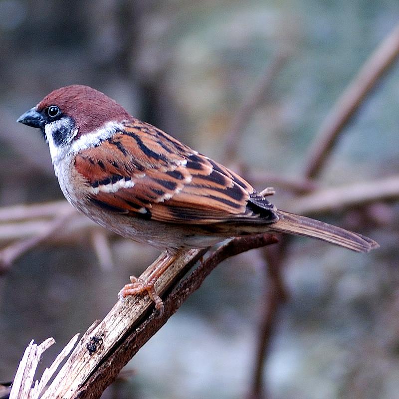 Eurasian Tree Sparrow