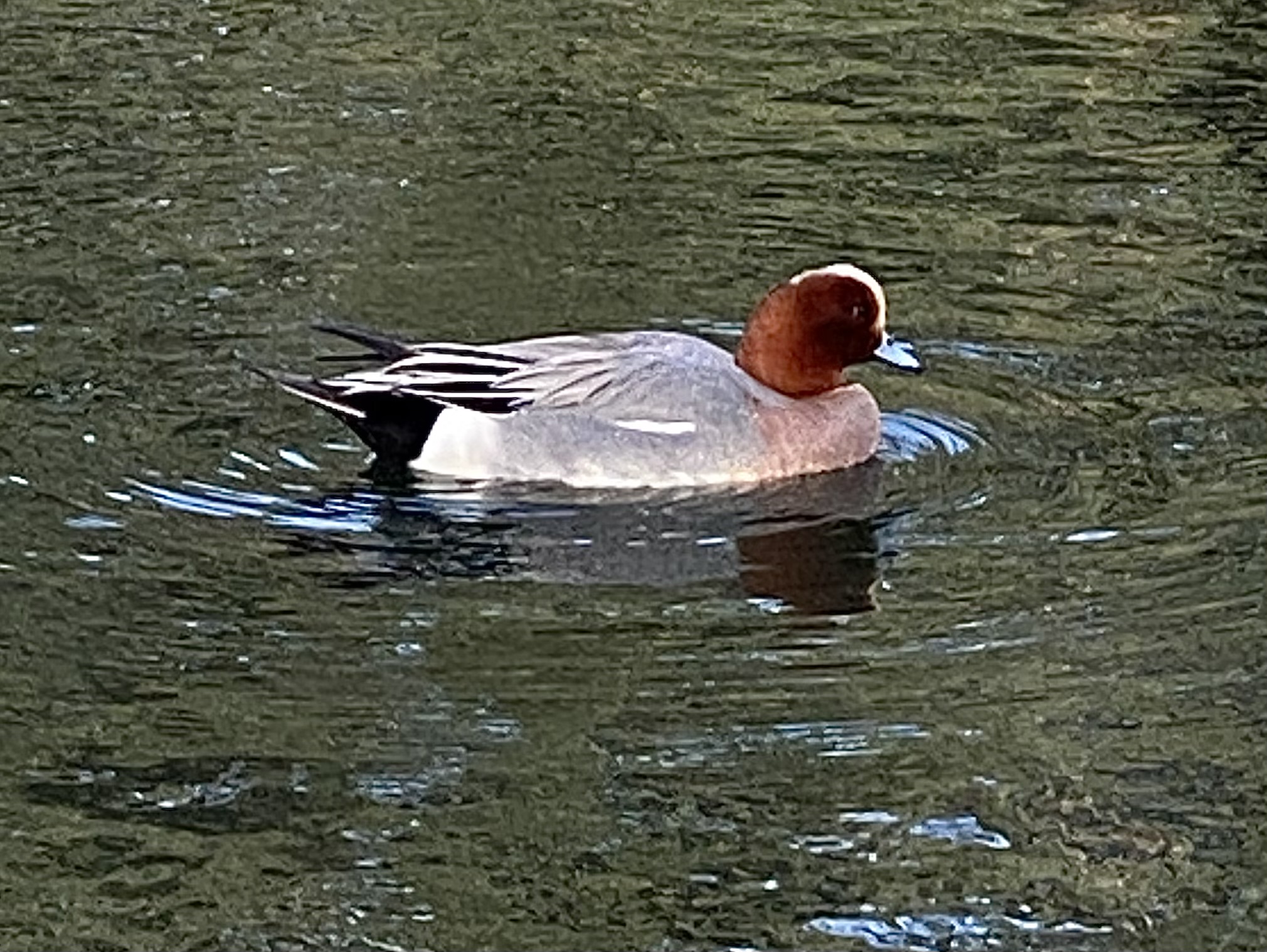 Eurasian Widgeon