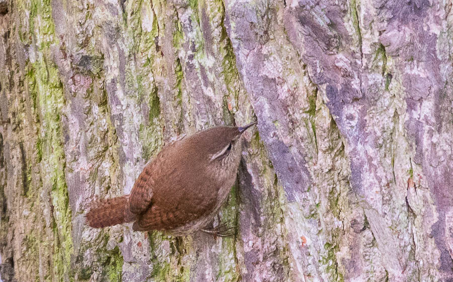 Eurasian Wren