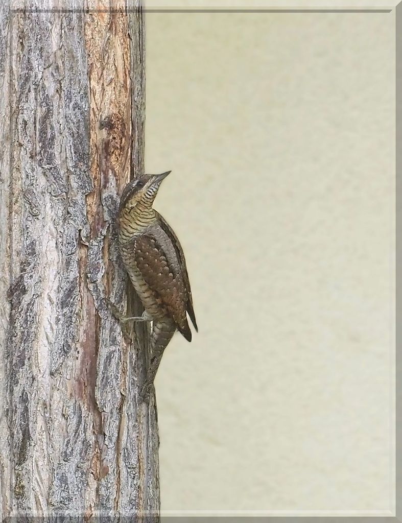 Eurasian wryneck