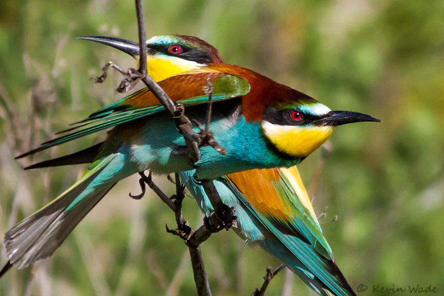 European Bee-eaters