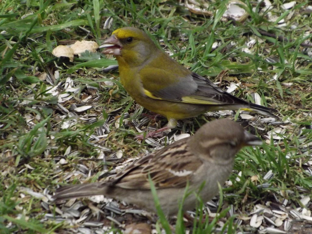 European greenfinch