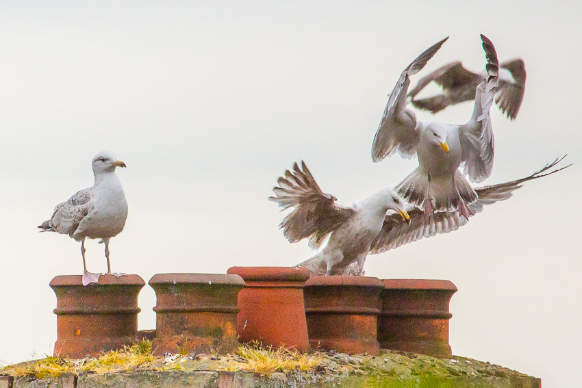 European Herring Gulls