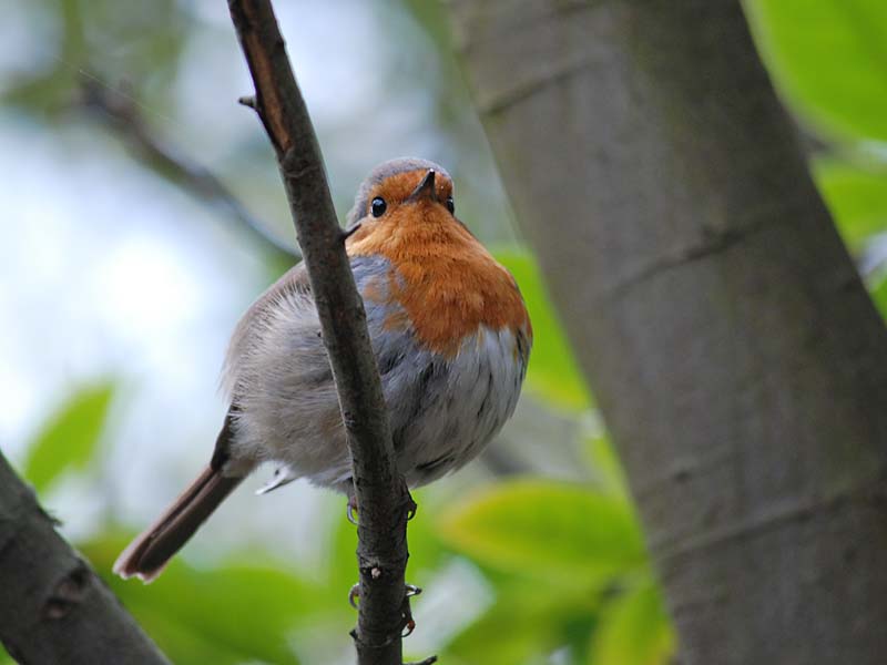 European Robin