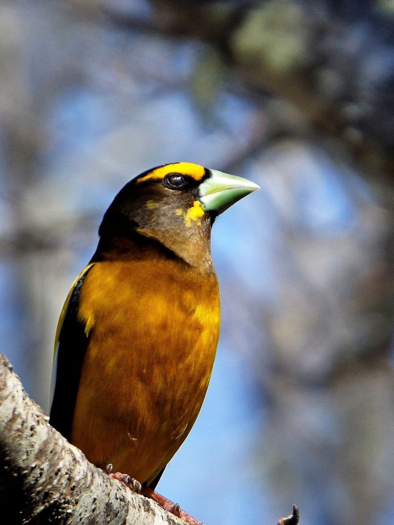 Evening Grosbeak male