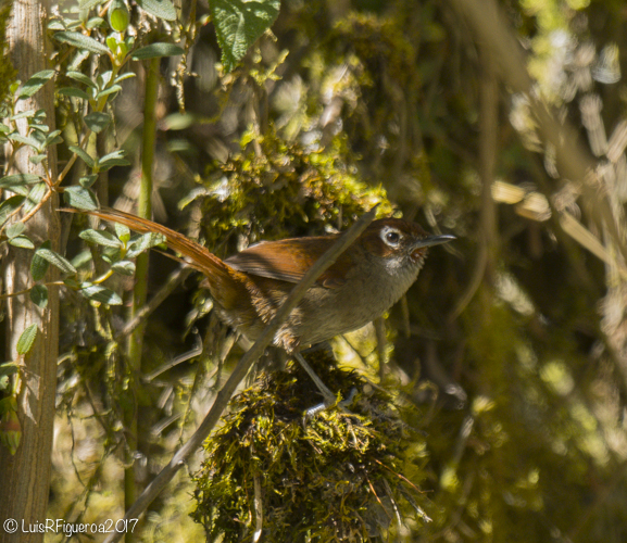 Eye-ringed Thistletail