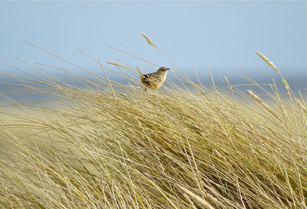 Falklands Grass Wren