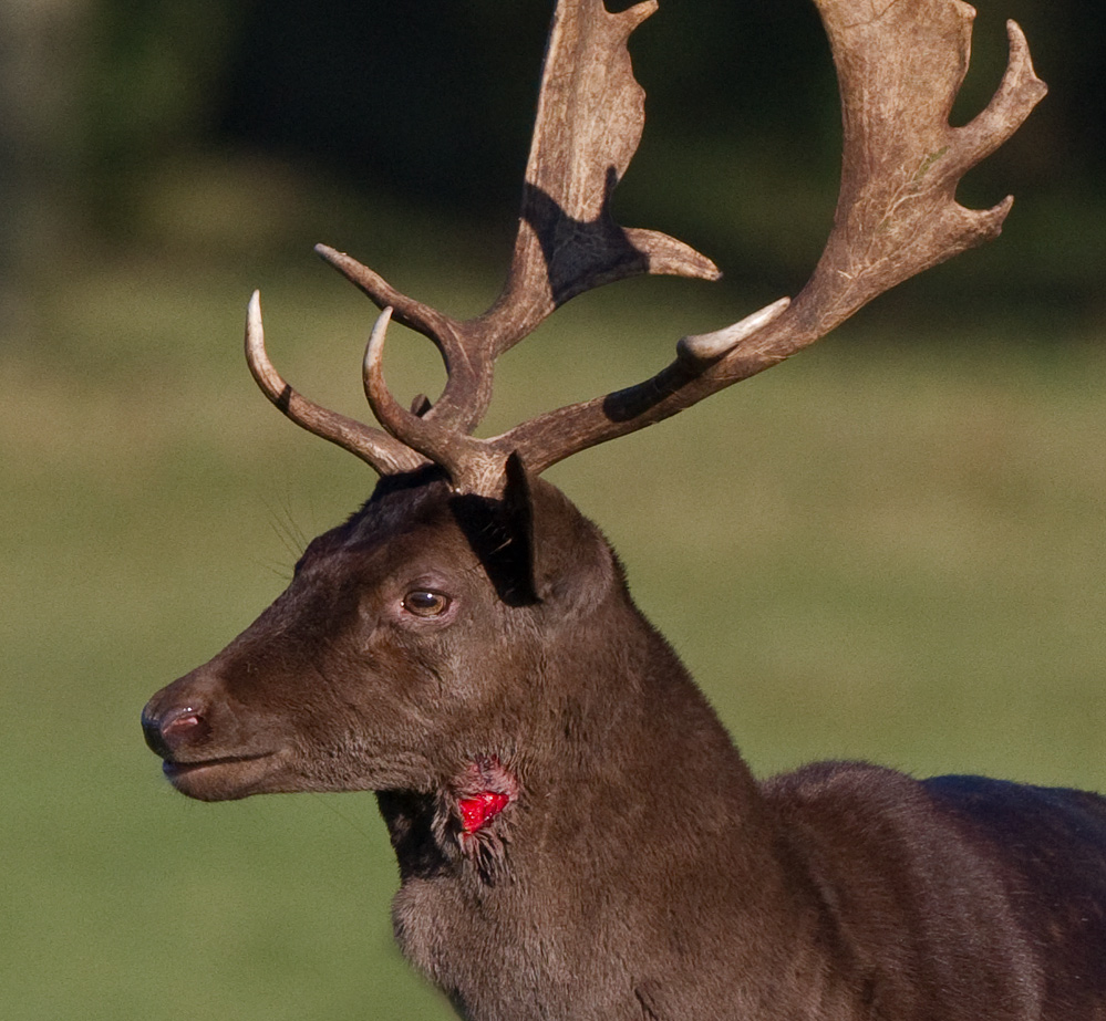 Fallow Deer stag in the wars