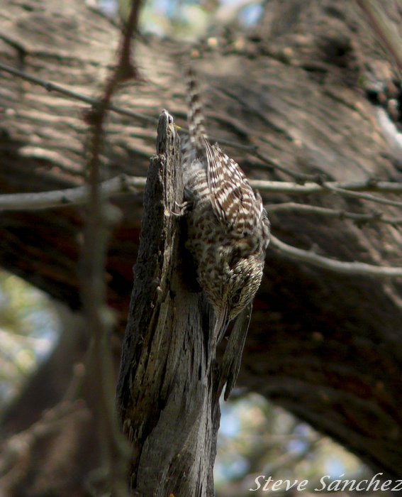 Fasciated Wren