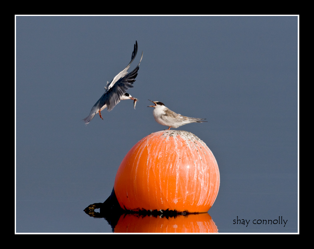 Feeding Station