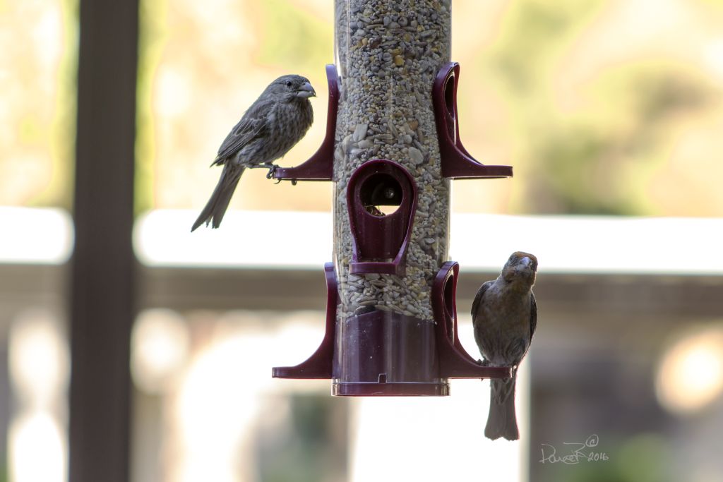 FEEDING TIME