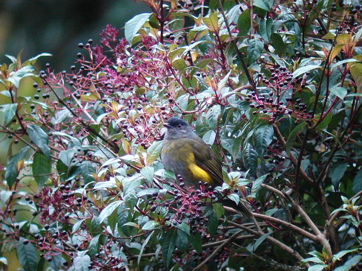 female Black and Yellow Silky Flycatcher