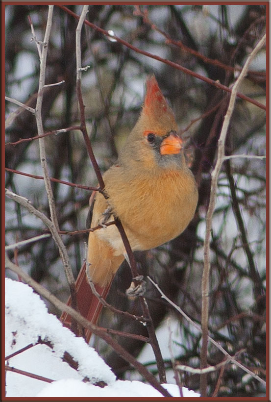 Female Cardinal in Snow