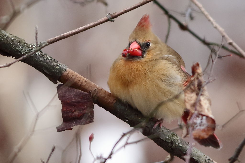 Female Cardinal