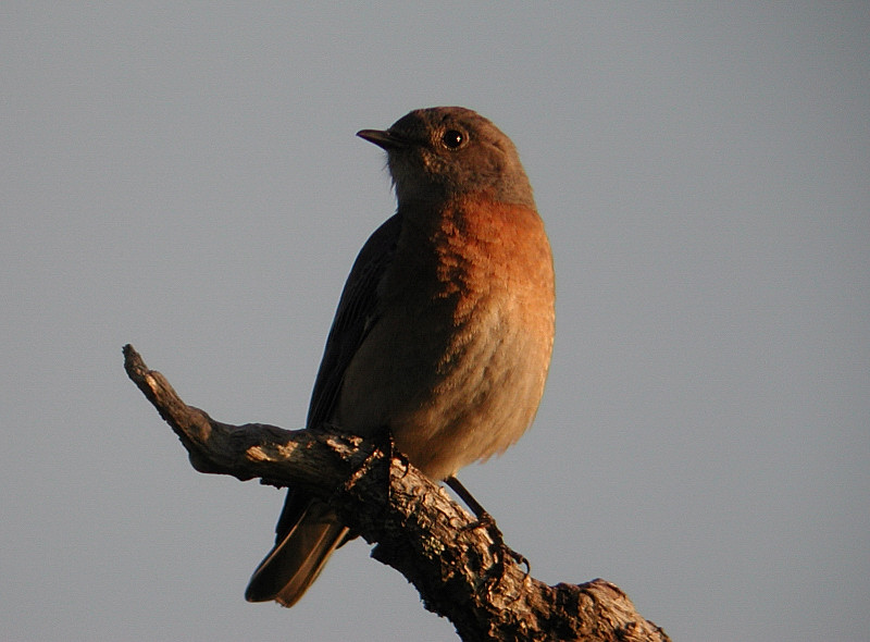 female in evening light