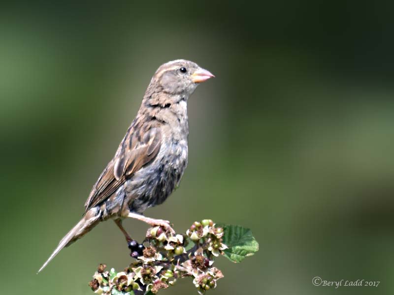 female juvenile House Sparrow