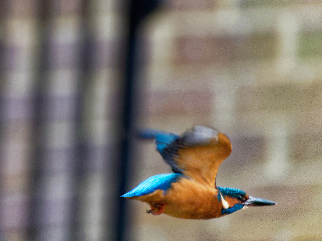 Female Kingfisher in flight
