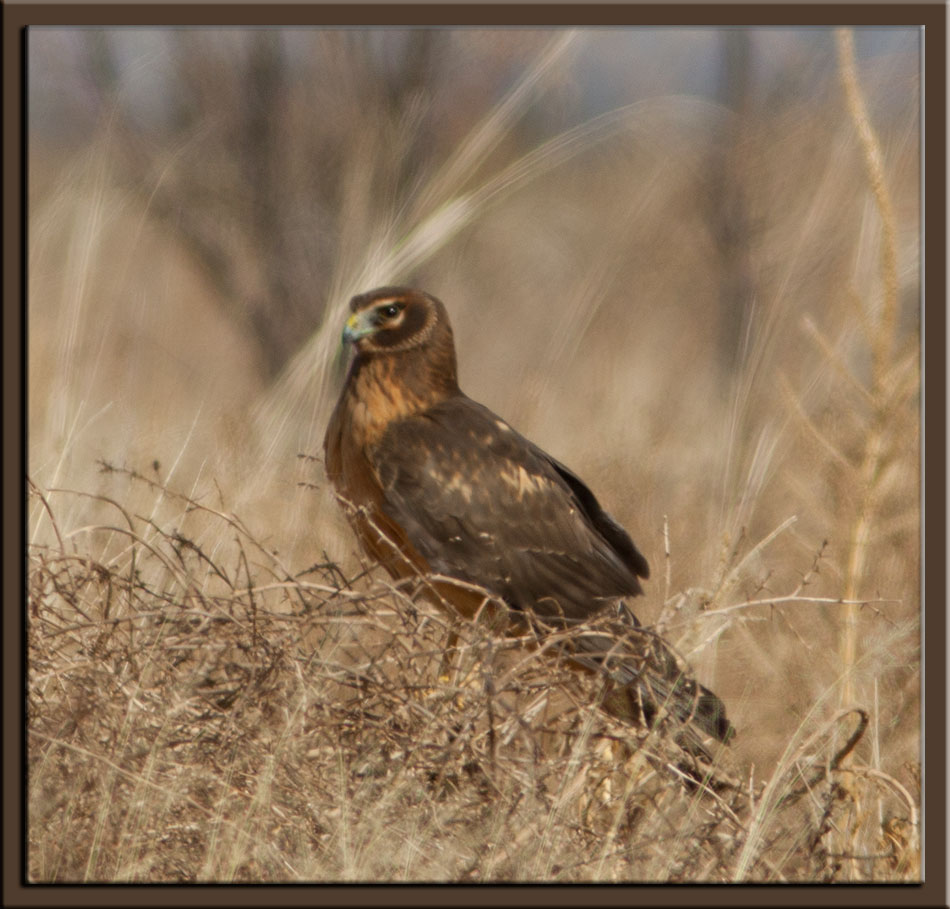 Female Northern Harrier