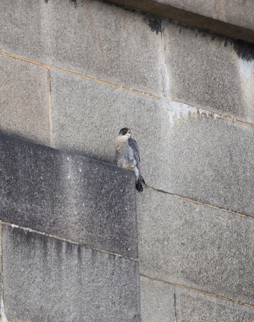 Female peregrine