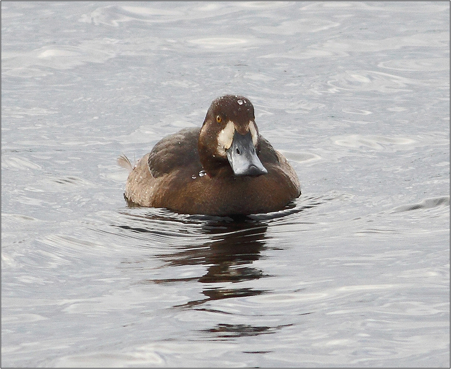 Female Scaup