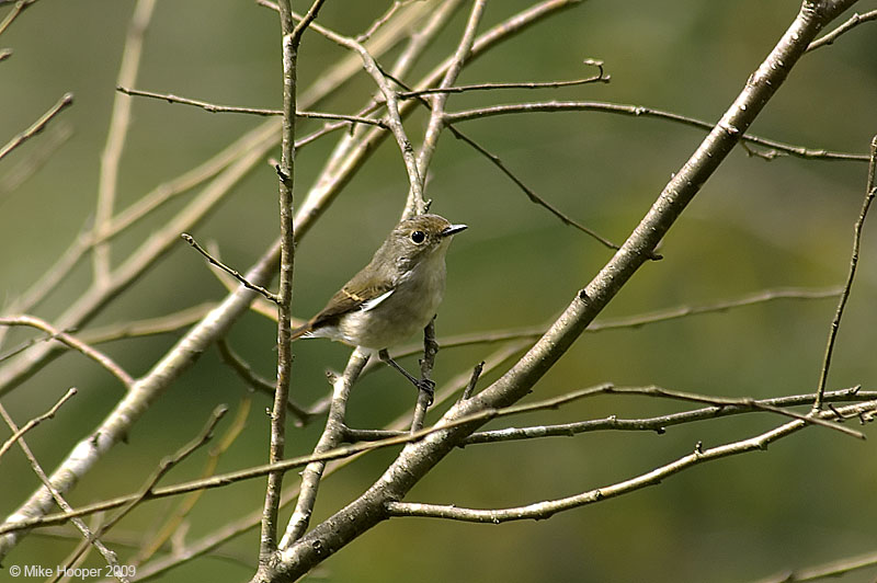 Female Slaty-backed Flycatcher