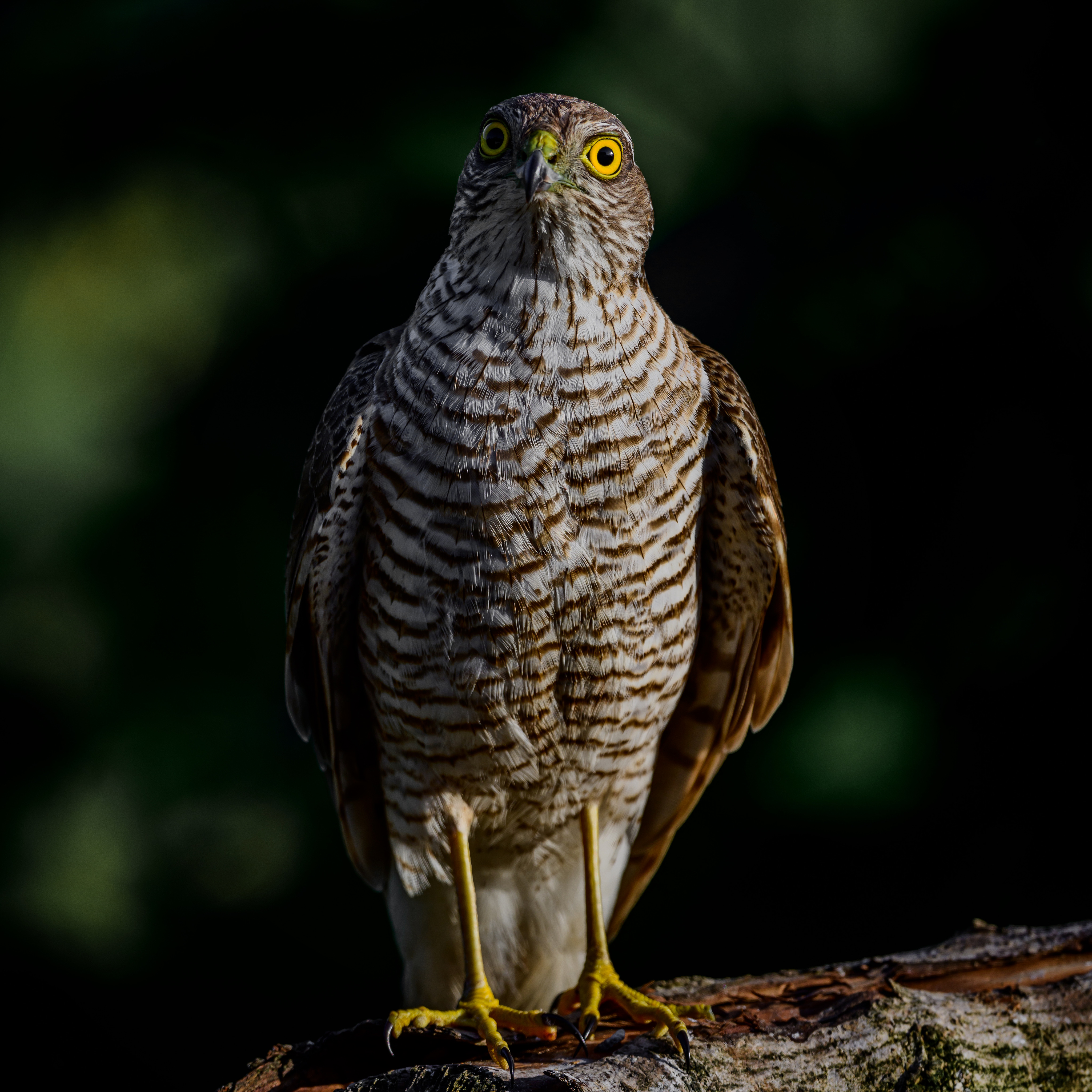 Female Sparrow Hawk looking down the lens again