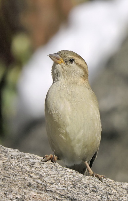 Female Sparrow