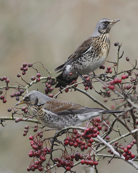 Fieldfare II