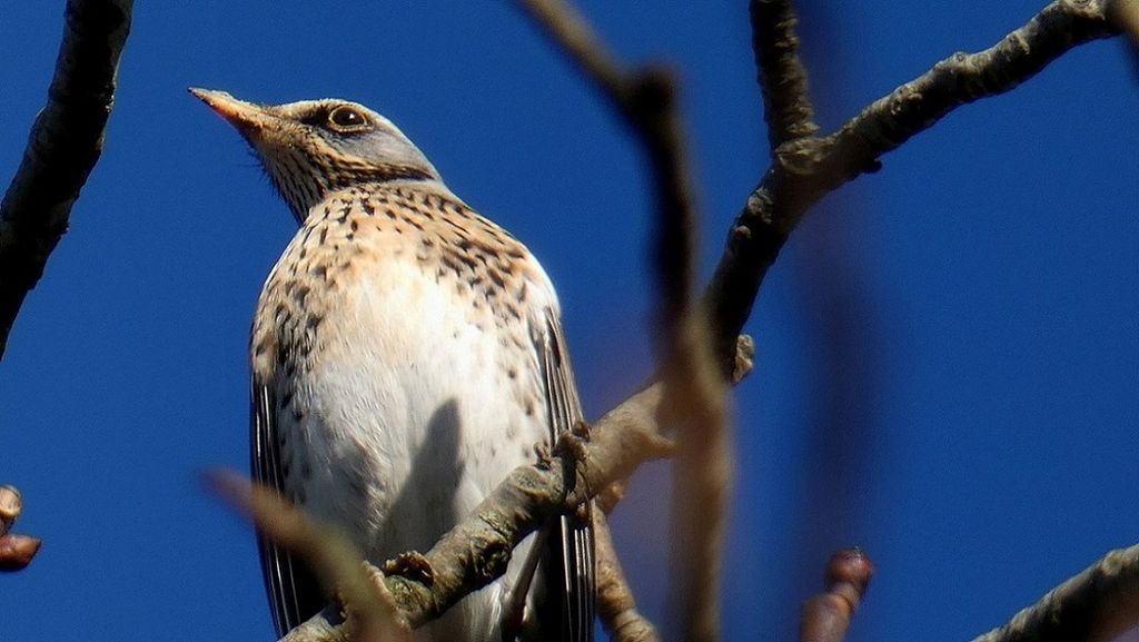 Fieldfare (Turdus pilaris)