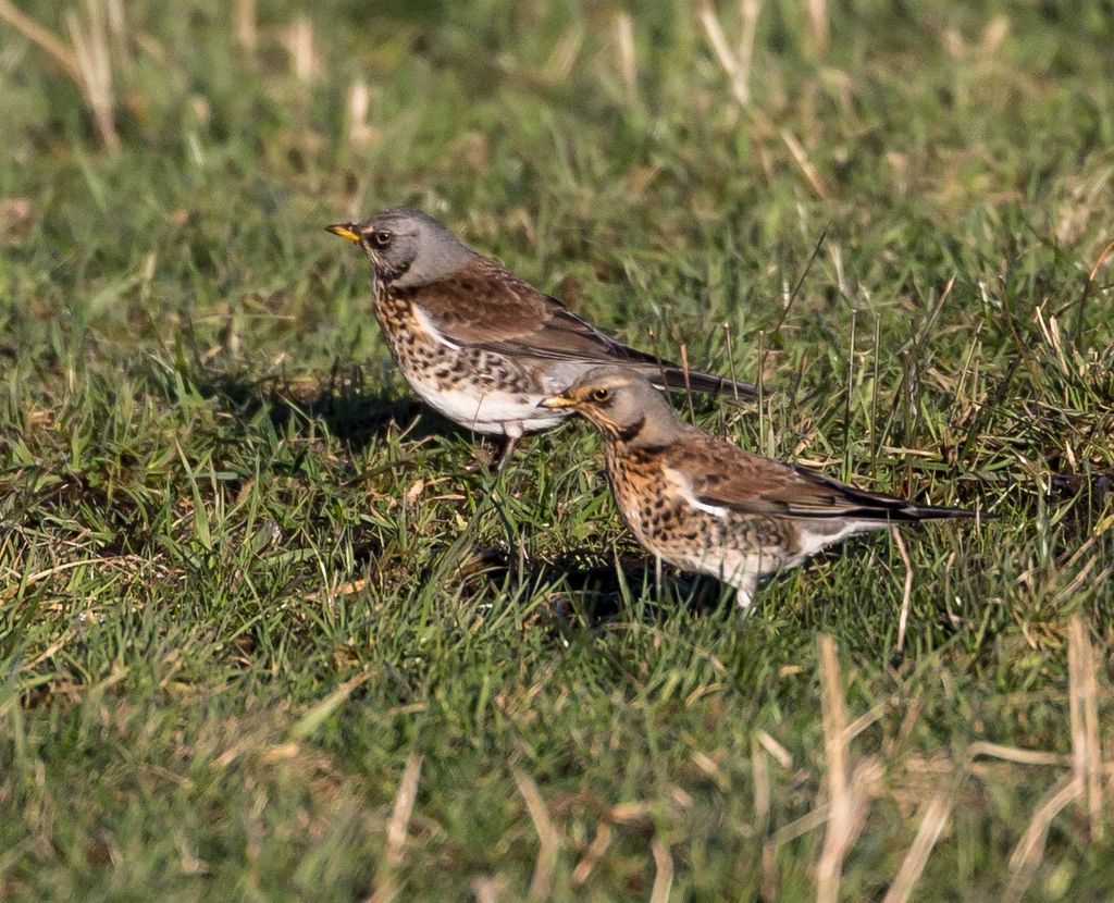 Fieldfare