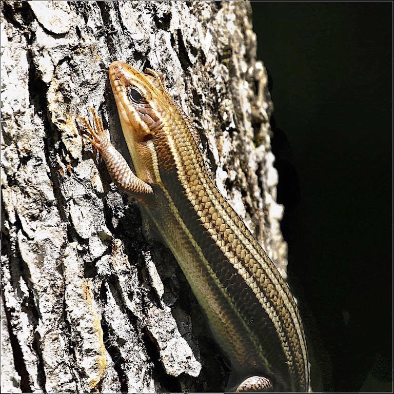 Five-lined Skink (female)