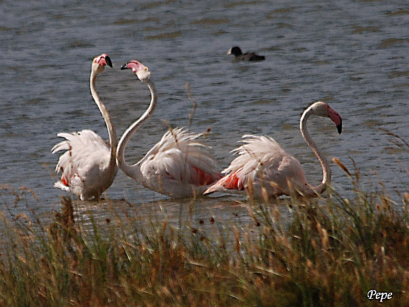 Flamingo courtship