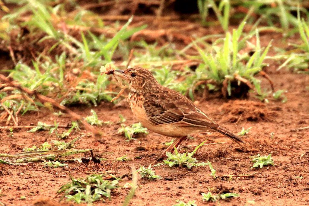 Flappet Lark