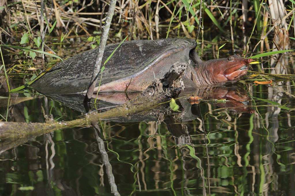 Florida Softshell