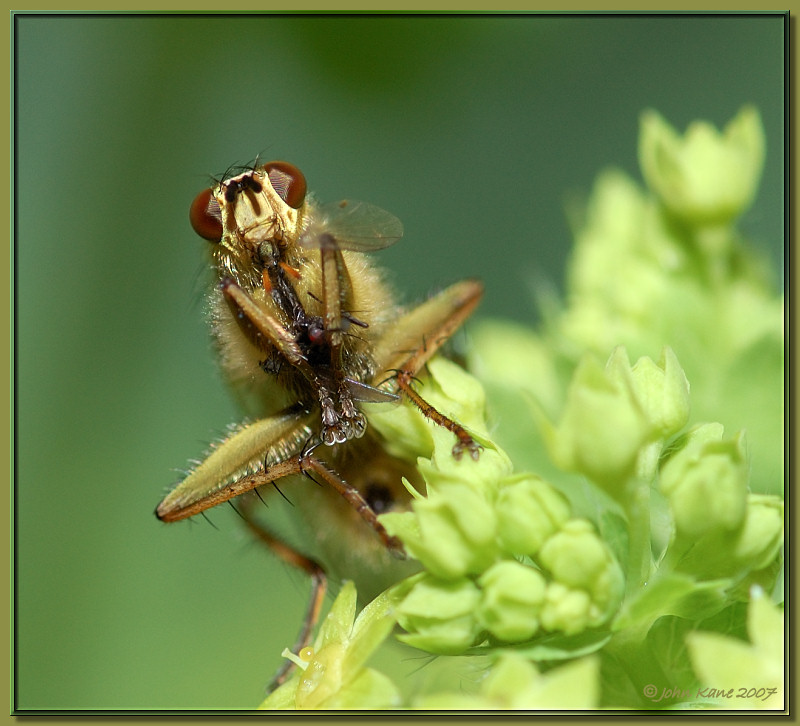 Fly on Lady's Mantle