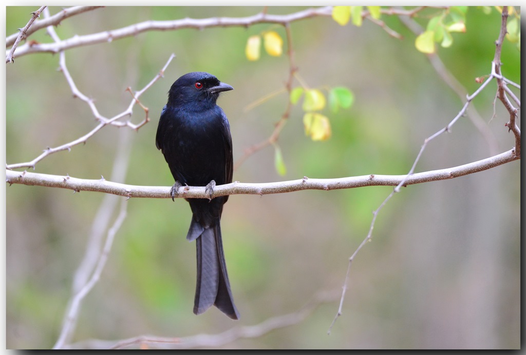 Fork-tailed Drongo