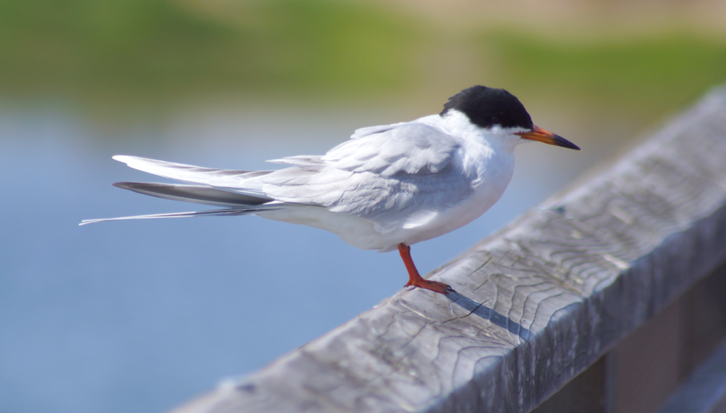 Forster's Tern