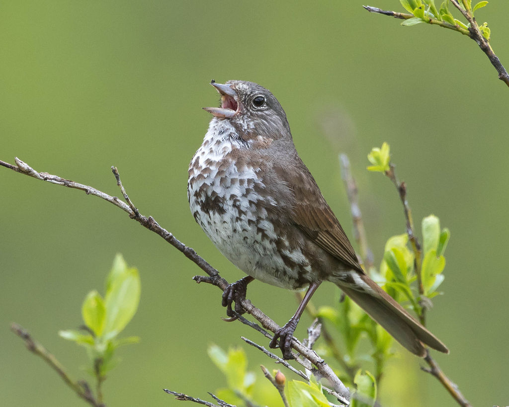 Fox Sparrow ('Sooty')