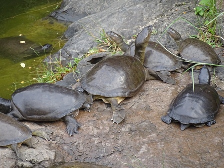 Fresh water turtles