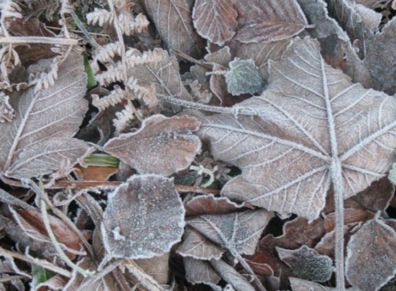 Frosty Leaves