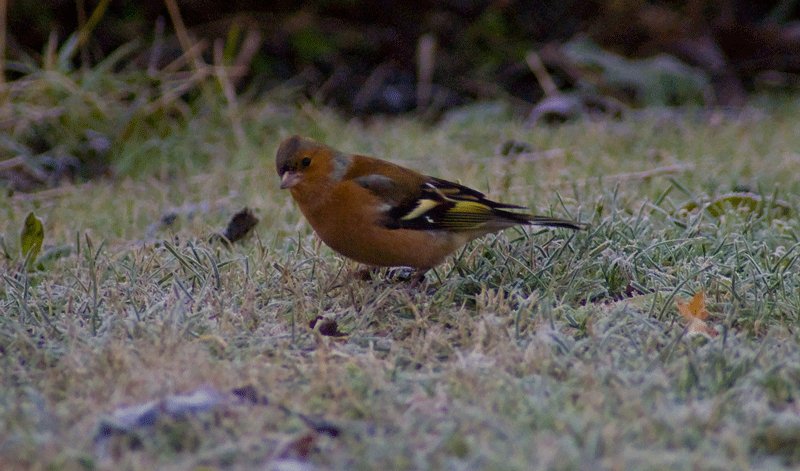 Frosty morning chaffinch from dec 1st