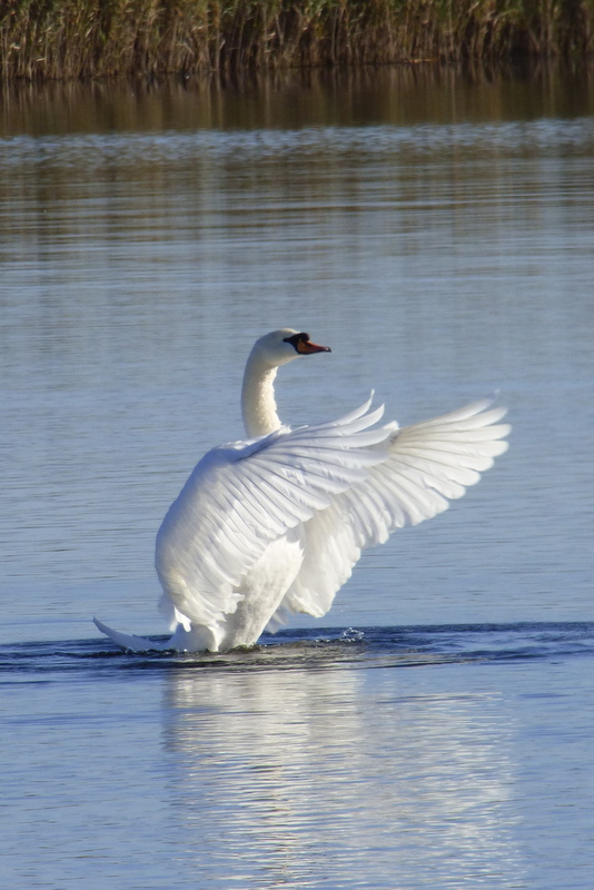 Frosty morning swan