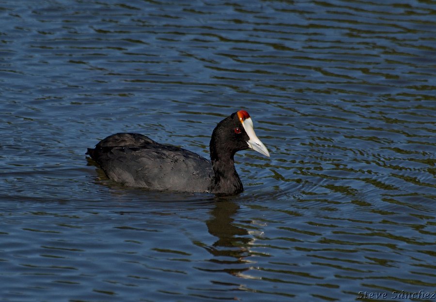 Fulica Cristata