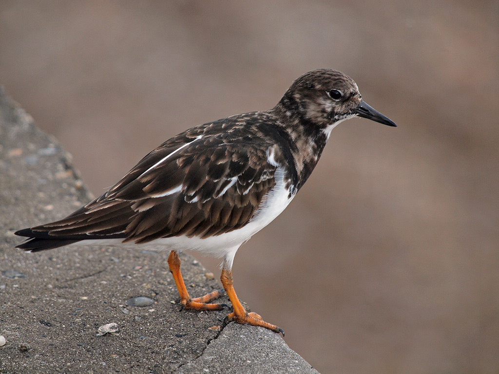 Full Frame Turnstone